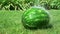 4k. Watermelon is growing in the garden with water drop, Sweet fruit