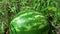 4k. Watermelon is growing in the garden with water drop, Sweet fruit