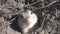 4K Weasel Hole in Field, Otter, Mink Home, Natural Environment, Marten Animals