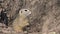 4K Weasel by Hole in Field, Otter, Mink, Marten Searching Food, Close up