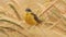 4K Western Yellow Wagtail. Motacilla Flava Is A Small Passerine In The Wagtail Family Motacillidae, Which Also Includes