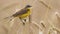 4K Western Yellow Wagtail. Motacilla Flava Is A Small Passerine In The Wagtail Family Motacillidae, Which Also Includes