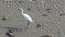 4K White bird Egretta Garzetta, little egret search food in Tamshui beach