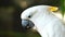 4K White parrot cockatoo clicking beak and looking into camera. Close up cockatoo parrot in wild nature