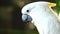 4K White parrot cockatoo clicking beak and looking into camera. Close up cockatoo parrot in wild nature