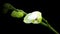 4K White phalaenopsis orchid blossom opening slowly