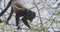 4K Wild Howler Monkeys Foraging Leaves in a Costa Rica Rainforest.