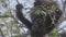 4K Wild Howler Monkeys Foraging Leaves in a Costa Rica Rainforest.
