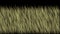 4k Wind breeze blow grassland,meadow prairie pasture wheat barley background.