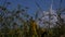 4K wind turbine looking through grasses and flowers UK