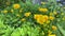 4k Yellow buttercups flowers. Bright yellow blooming spring flower. Closeup.