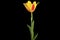 4K. Yellow tulip bloom buds ALPHA matte, Ultra HD.
