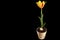 4K. Yellow tulip bloom buds ALPHA matte, Ultra HD