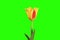 4K. Yellow tulip bloom buds green screen, Ultra HD