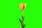 4K. Yellow tulip bloom buds green screen. Ultra HD