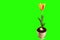 4K. Yellow tulip bloom buds green screen, Ultra HD