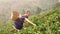 4K. Young happy Tribal Asian woman from Thailand picking strawberry on field plantation to the basket in the morning