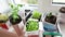 4k. Young seedlings in pots and boxes on white window. How to growing food at home on windowsill. sprouts green plant