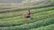4K. Young Tribal Asian woman from Thailand picking tea leaves on tea field plantation to the basket in the morning