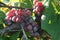 4M Vineyards & Farms 2022 VIII