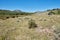 4WD vehicle passing grazing mountain cattle