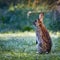 4Wild common rabbit (Oryctolagus cuniculus) sitting on hind in a meadow on a frosty morning