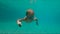 4x times slowmotion shot of a cute little boy diving into pool holding two pebbles under water in his hands
