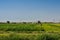 5-18-18 Alfalfa Fields in Lancaster, ca.