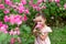 A 5-6 year old girl among roses in the Park sniffs flowers