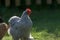 5 - Back lit grey pekin bantam chicken on lawn at sunset