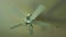 5 bladed white ceiling fan with light kit