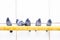 5 city birds, pigeons sit in a row on a yellow gas warm pipe on background a white wall