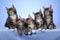 5 Cute Maine Coon kittens sitting in a row