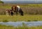 5 Day Old Wild Foal With Pony Mom at Assateague Island
