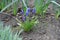 5 flowering Armenian grape hyacinths in April