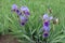 5 flowers of bearded irises in shades of purple