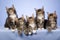 5 Maine Coon kittens on blue background