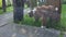 5 month old shih tzu puppy walking along a small road surrounded by coconut trees