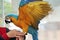 5 Months Blue and Yellow Macaw lovely bright children`s emotions