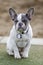 5-Months-Old Pied Frenchie Puppy Male Sitting