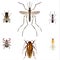 5 Pest insects