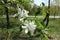 5 petaled white flowers of apple in April