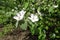 5 petaled white flowers of quince in May