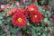 5 red and yellow flowers of semidouble Chrysanthemums in October