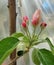 5 Reddish Granny Smith Malus sylvestris Apple Blossoms Under Plastic Tent 2