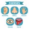 5 senses icon set. Touch, smell, hearing, vision, taste. Isolated on white background. Vector illustration.