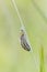 5-spot Burnet Caterpillar Pupa