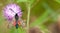 5-spot burnet moth at rest on black knapweed