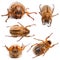 5 summer chafer or European june beetles