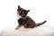 5 week old calico maine coon kitten on white background